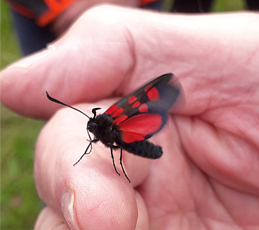 A burnet moth (black with red spots) resting on a club member's hand